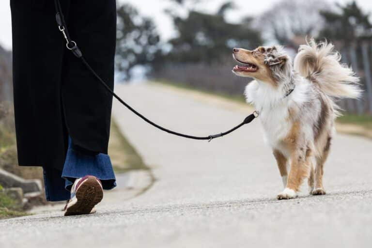 Berger amricain 768x512