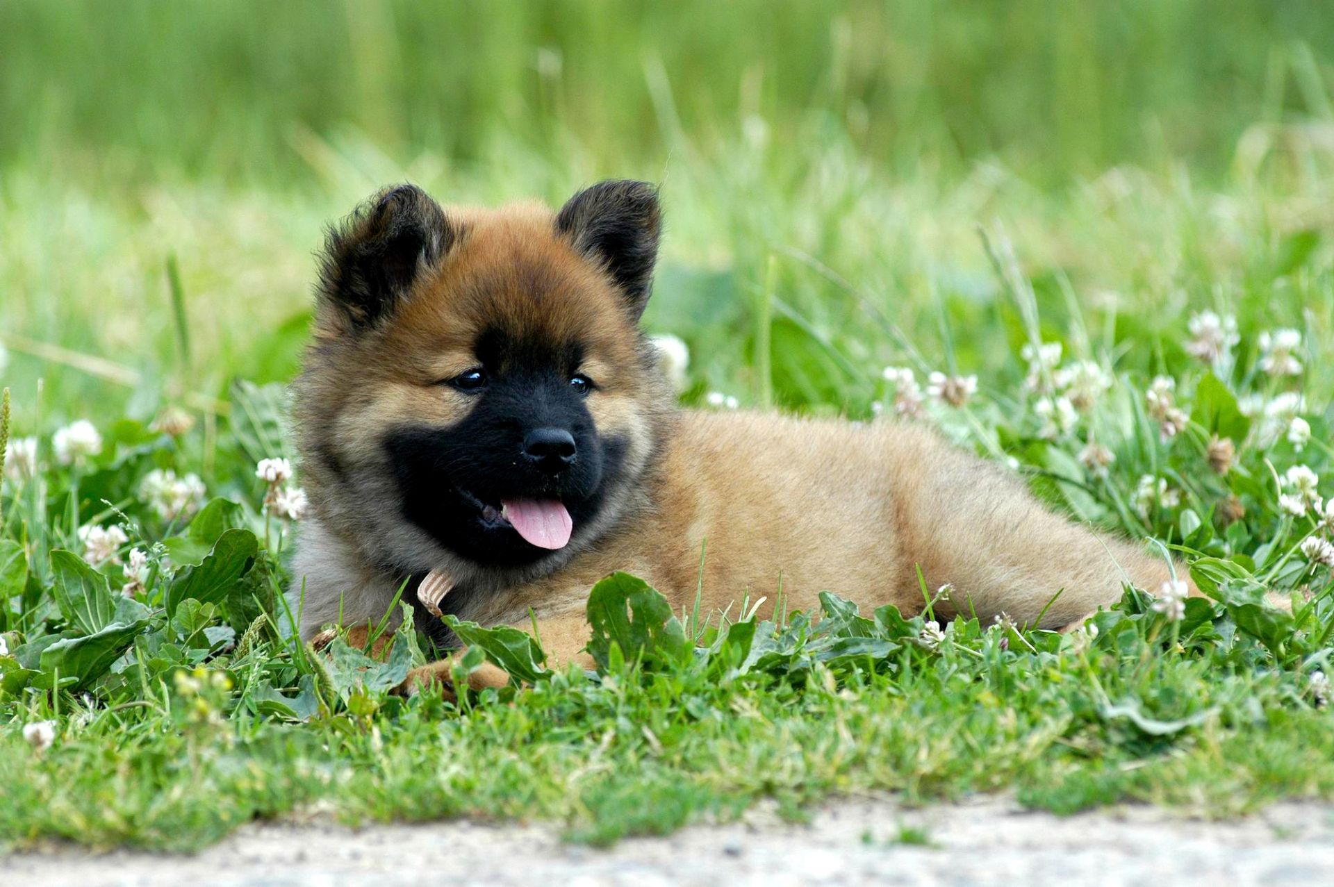 bb eurasier 1920