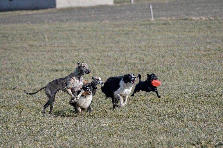 nzdogs 2026 01 26 002 768x512