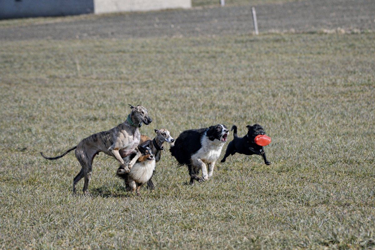 nzdogs 2026 01 26 002