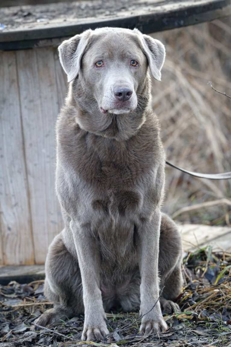 nzdogs 2026 01 26 154 768x1152