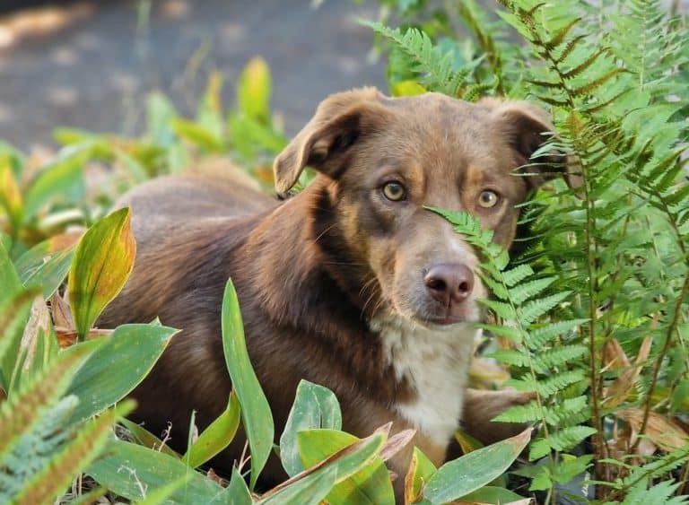 headcopydbdogacademy