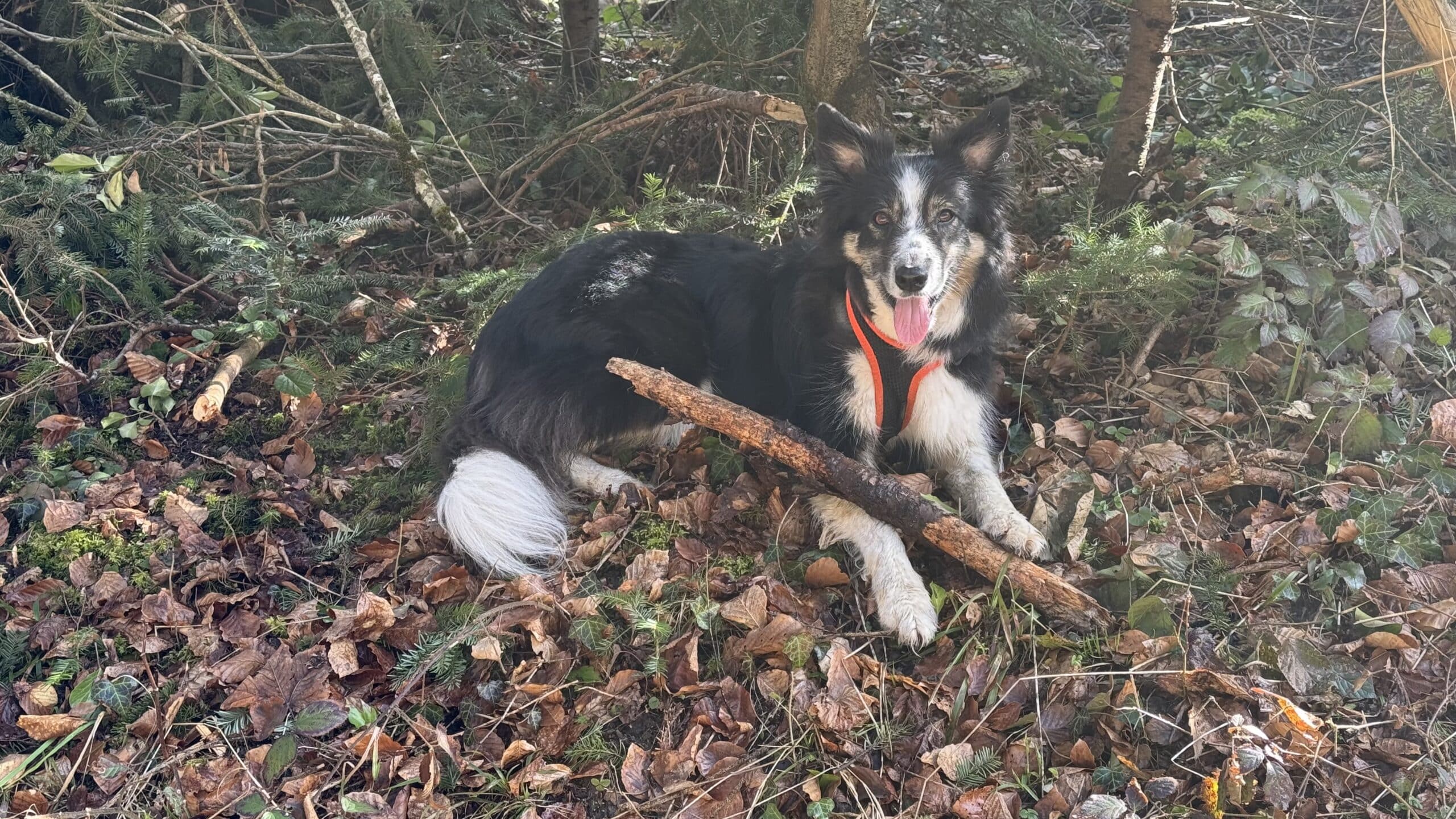 Chien noir et blanc avec bâton en forêt