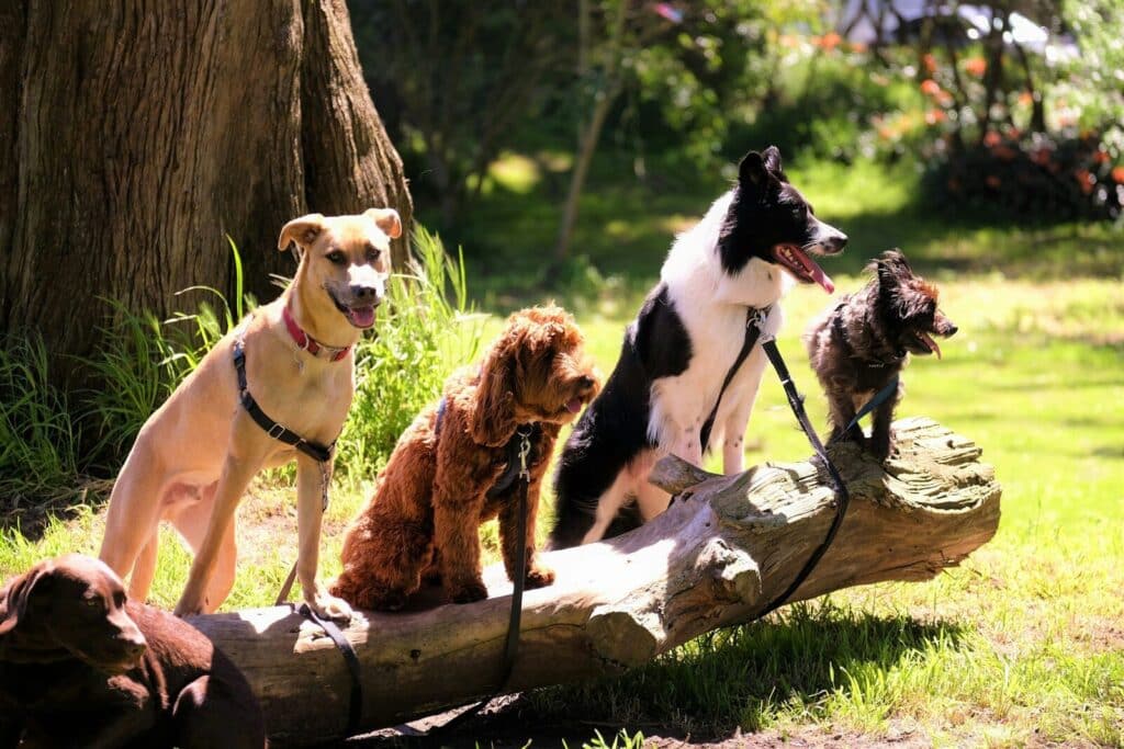 Certificat fédéral de compétence pour les détenteurs de chiens : une nouvelle motion déposée au Conseil national