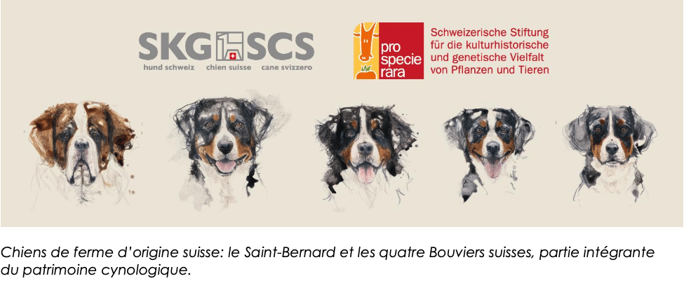 Illustrations des chiens de ferme suisses traditionnels
